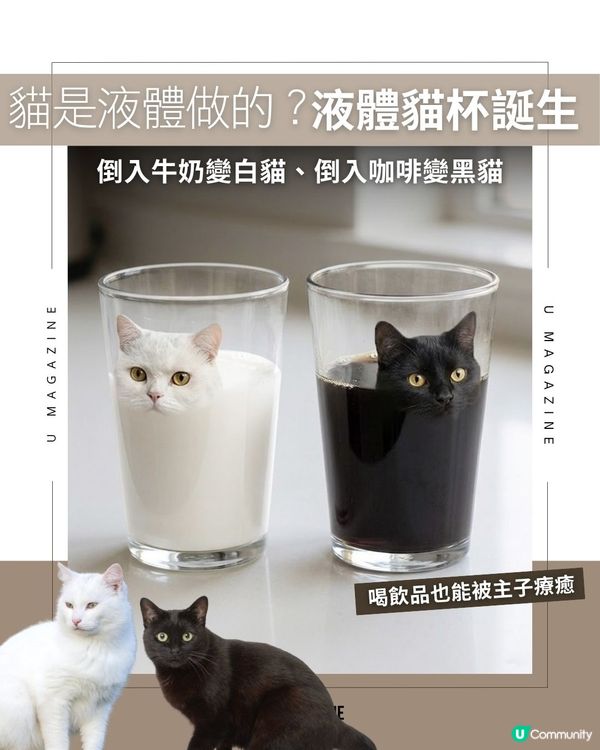 貓是液體做的？液體貓杯誕生                                    