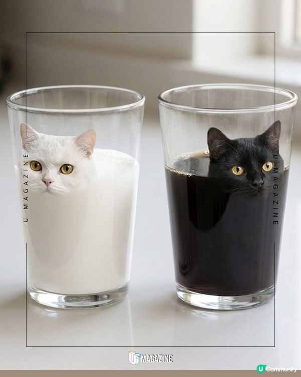 貓是液體做的？液體貓杯誕生                                    