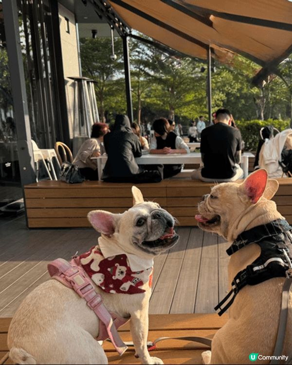 馬灣1868， 超級pet friendly,多打卡位，好似...
