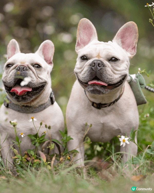 馬灣1868， 超級pet friendly,多打卡位，好似...