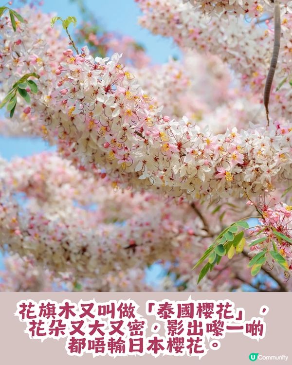 深圳「櫻花」滿開🌸4月正值盛花期！附4大打卡點地址