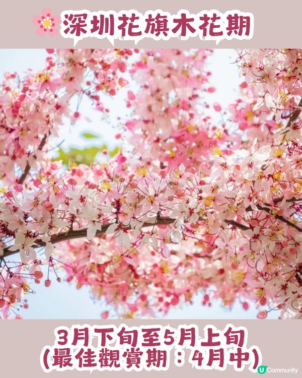 深圳「櫻花」滿開🌸4月正值盛花期！附4大打卡點地址
