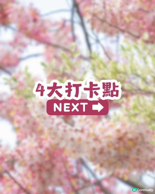 深圳「櫻花」滿開🌸4月正值盛花期！附4大打卡點地址
