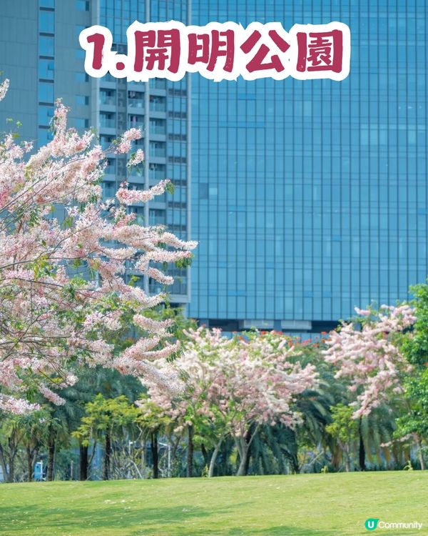 深圳「櫻花」滿開🌸4月正值盛花期！附4大打卡點地址