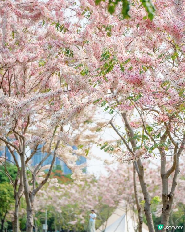 深圳「櫻花」滿開🌸4月正值盛花期！附4大打卡點地址