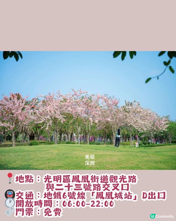 深圳「櫻花」滿開🌸4月正值盛花期！附4大打卡點地址