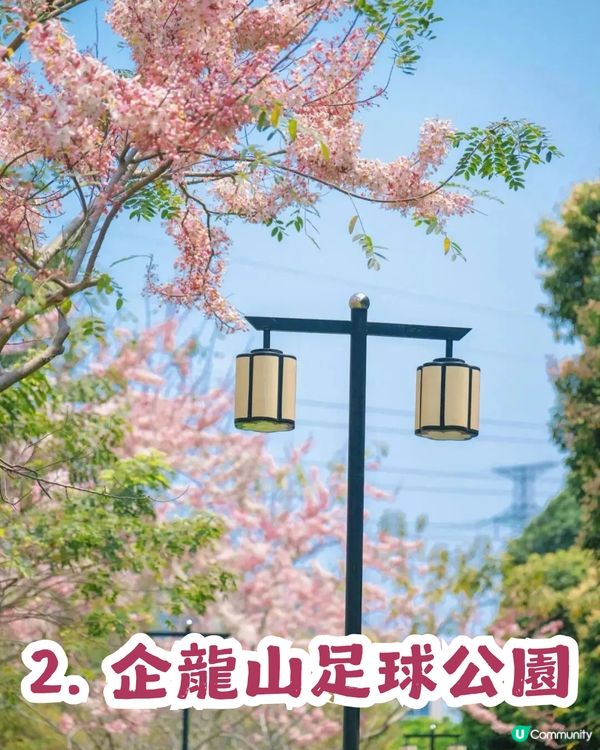 深圳「櫻花」滿開🌸4月正值盛花期！附4大打卡點地址