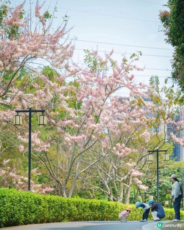 深圳「櫻花」滿開🌸4月正值盛花期！附4大打卡點地址