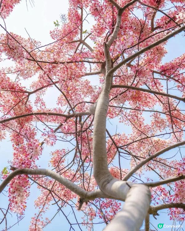 深圳「櫻花」滿開🌸4月正值盛花期！附4大打卡點地址