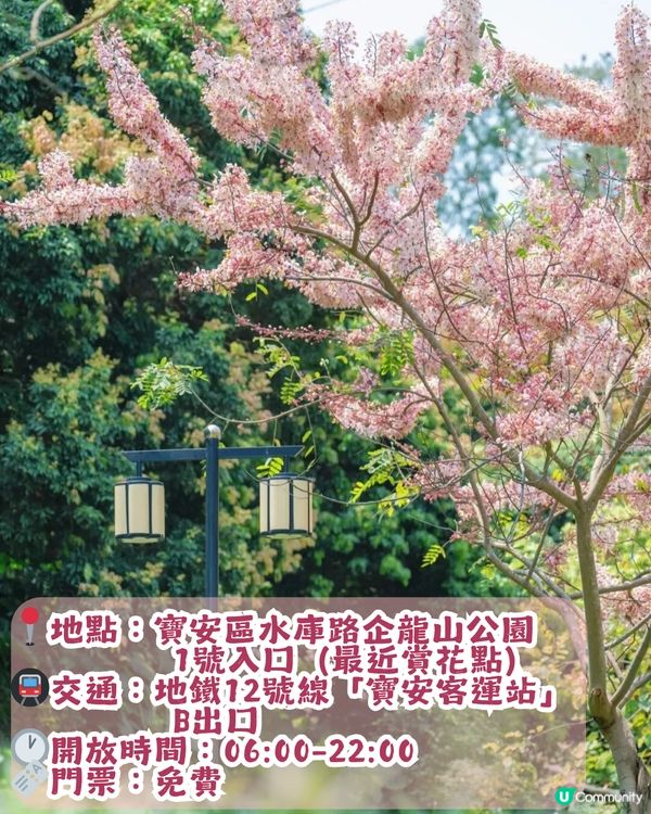 深圳「櫻花」滿開🌸4月正值盛花期！附4大打卡點地址