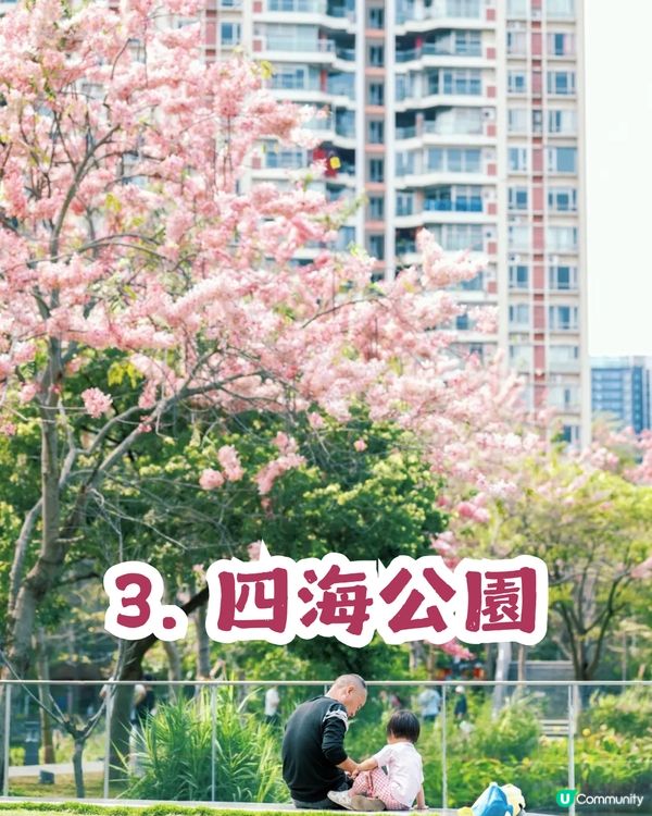 深圳「櫻花」滿開🌸4月正值盛花期！附4大打卡點地址