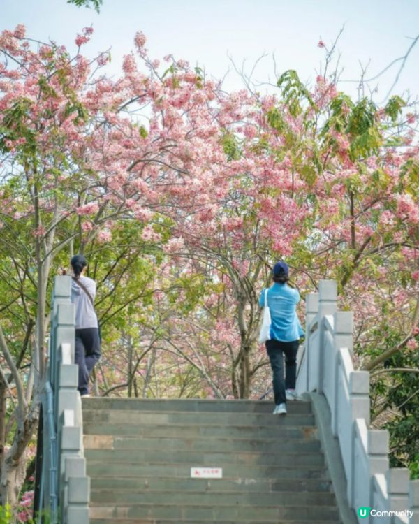 深圳「櫻花」滿開🌸4月正值盛花期！附4大打卡點地址