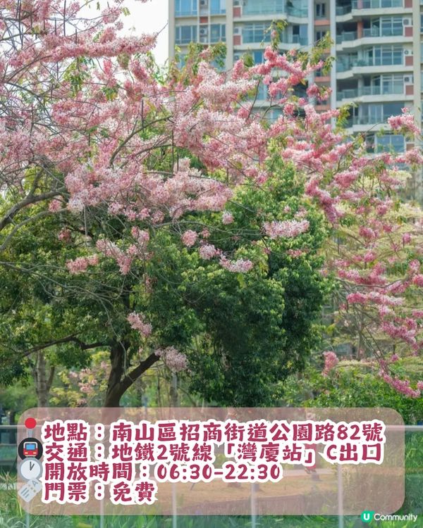 深圳「櫻花」滿開🌸4月正值盛花期！附4大打卡點地址
