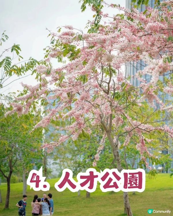 深圳「櫻花」滿開🌸4月正值盛花期！附4大打卡點地址