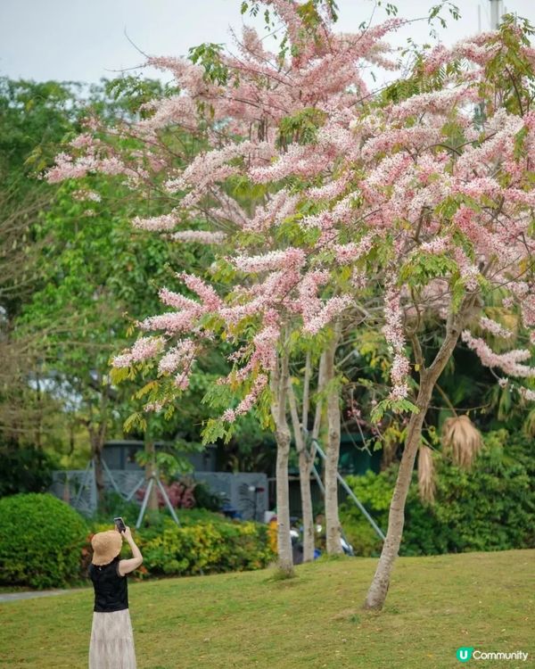 深圳「櫻花」滿開🌸4月正值盛花期！附4大打卡點地址
