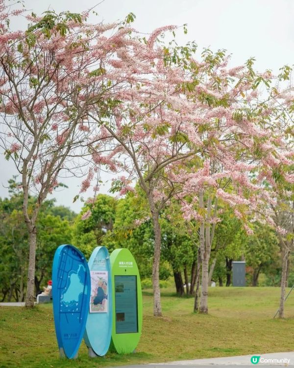 深圳「櫻花」滿開🌸4月正值盛花期！附4大打卡點地址