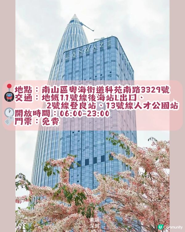 深圳「櫻花」滿開🌸4月正值盛花期！附4大打卡點地址