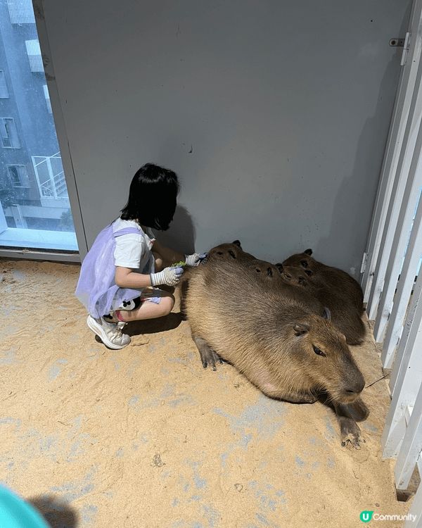 在笋岡的萬象食府玩，走入少型動物園，親親摸摸小動物、爬蟲類動...