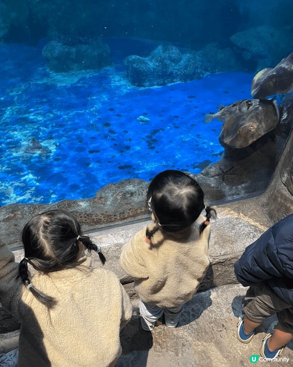 Ocean park 親子好地方。又可以帶兒童了解動物，可親...