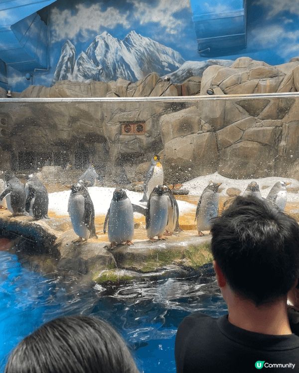 Ocean park 親子好地方。又可以帶兒童了解動物，可親...