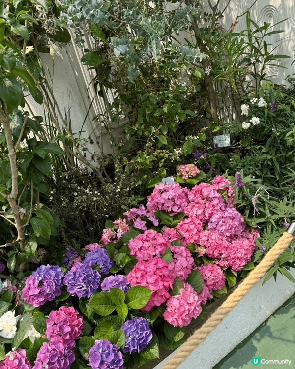 2026香港花卉展覽真係人山人海＇人人都賞花賞蝶＇打卡買花好...