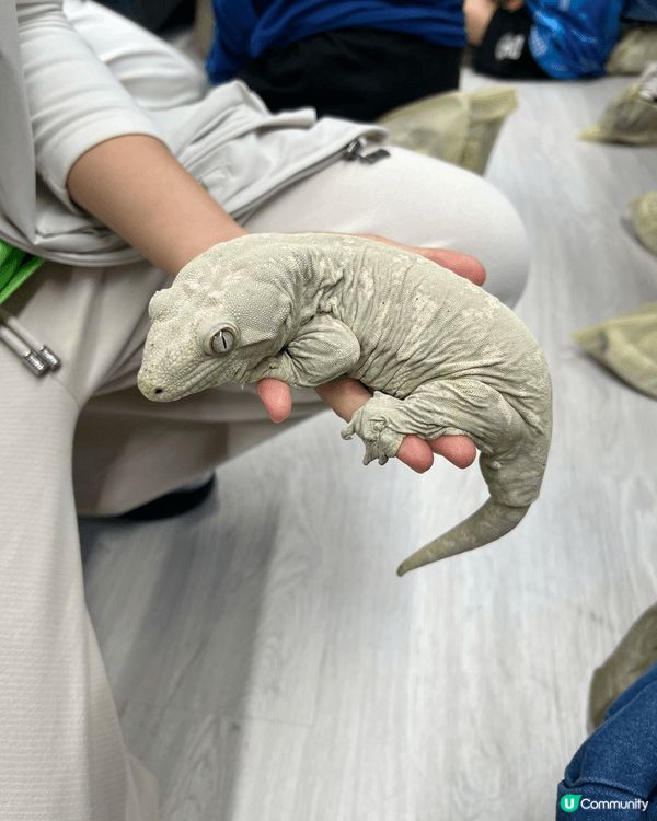 城市內都有動物園，仲要隻隻都好Mini，真係好岩小朋友去見識...