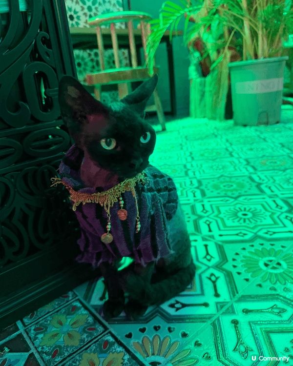 呢個係位於廣州月亮貓城，今年新開幕，由於小朋友好鍾意貓所以去...