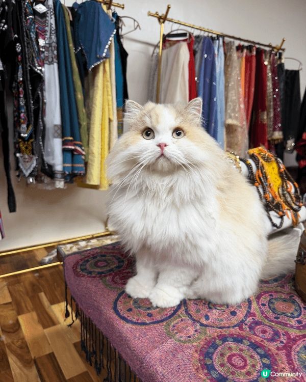 呢個係位於廣州月亮貓城，今年新開幕，由於小朋友好鍾意貓所以去...