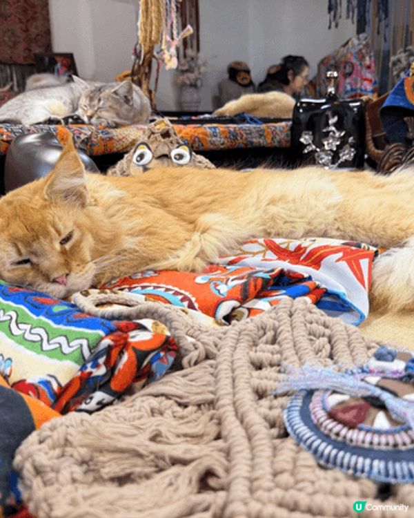 呢個係位於廣州月亮貓城，今年新開幕，由於小朋友好鍾意貓所以去...