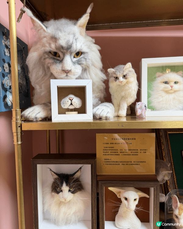 呢個係位於廣州月亮貓城，今年新開幕，由於小朋友好鍾意貓所以去...