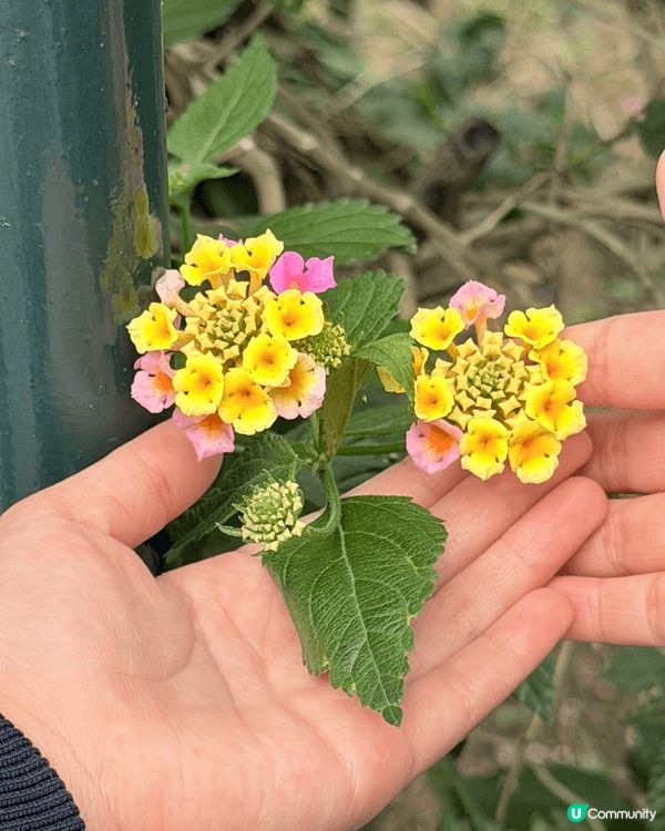 城市中的綠洲：與囡囡探索香港動植物公園的午後時光 在繁忙的都...