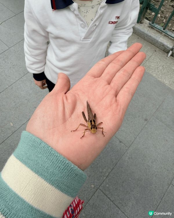 城市中的綠洲：與囡囡探索香港動植物公園的午後時光 在繁忙的都...