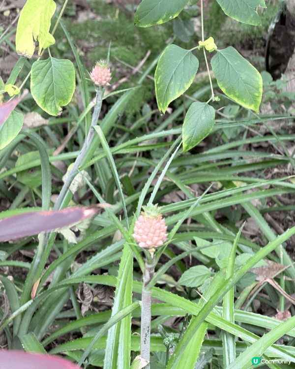 城市中的綠洲：與囡囡探索香港動植物公園的午後時光 在繁忙的都...