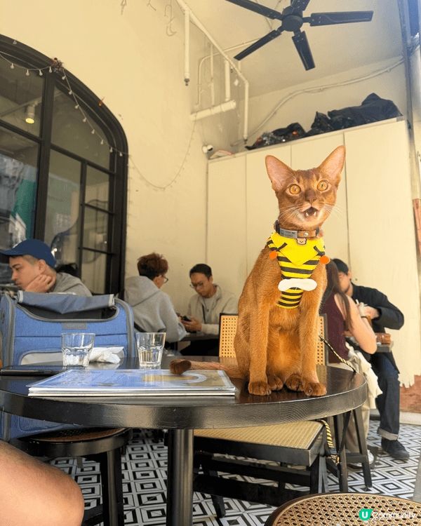 帶貓貓去不同的餐廳和cafe吃東西, 享受Family Ti...