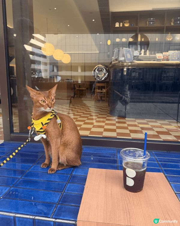 帶貓貓去不同的餐廳和cafe吃東西, 享受Family Ti...