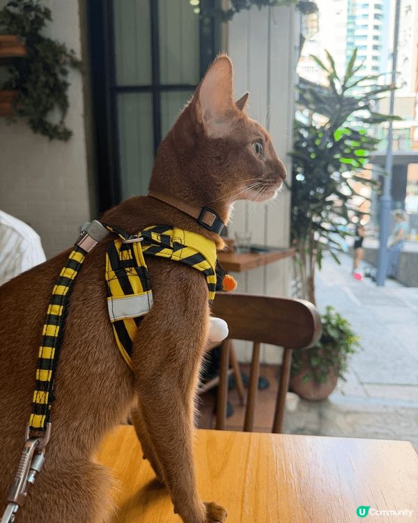 帶貓貓去不同的餐廳和cafe吃東西, 享受Family Ti...