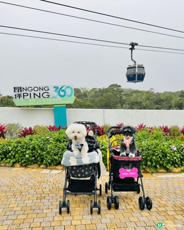 與毛小孩留港消費， 大嶼山是一個非常適合嘅選擇， 好多寵物友...