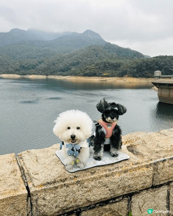 與毛小孩留港消費， 大嶼山是一個非常適合嘅選擇， 好多寵物友...