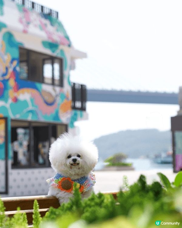 與我的愛犬小雲同遊3個地點，包括馬灣，東涌櫻花園和𡏅原自然生...