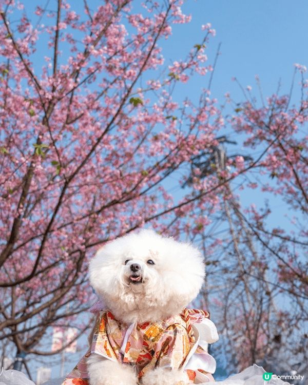與我的愛犬小雲同遊3個地點，包括馬灣，東涌櫻花園和𡏅原自然生...