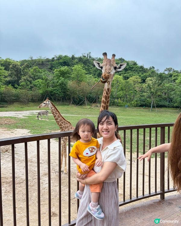 長隆親子遊｜入住森林童話🏰🦒｜開心到唔想走！🥳