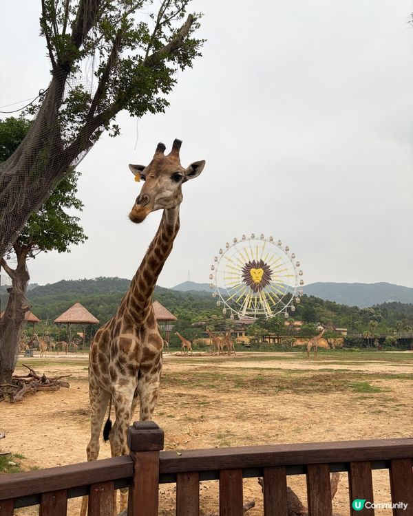 長隆親子遊｜入住森林童話🏰🦒｜開心到唔想走！🥳