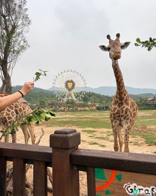長隆親子遊｜入住森林童話🏰🦒｜開心到唔想走！🥳