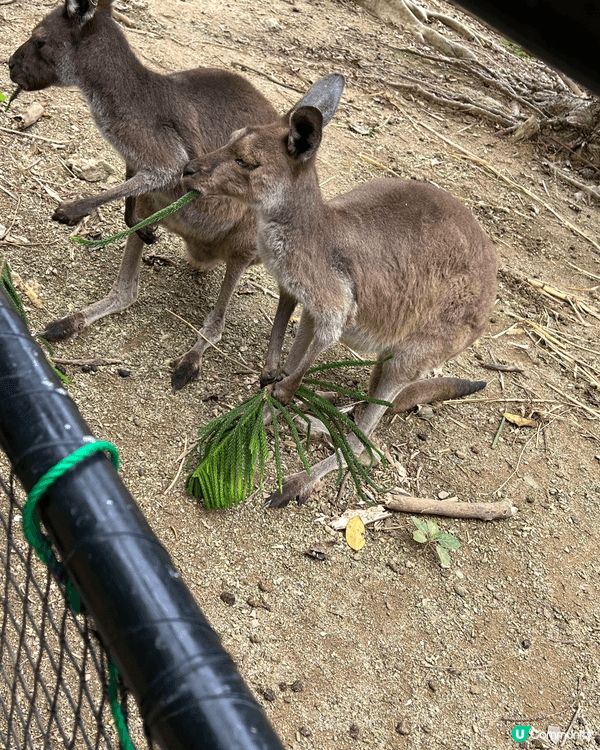 結合日本京都，日本沖繩，澳門合集。看不同動物吃不同美食。仲有...