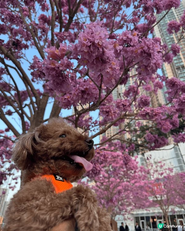 🐶: 媽媽話香港真正Pat Friendly嘅地方真係好少,...