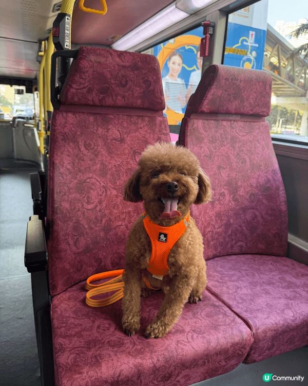 🐶: 媽媽話香港真正Pat Friendly嘅地方真係好少,...