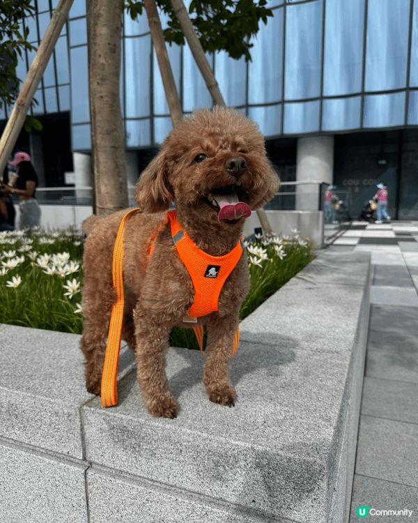 🐶: 媽媽話香港真正Pat Friendly嘅地方真係好少,...