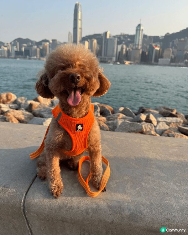 🐶: 媽媽話香港真正Pat Friendly嘅地方真係好少,...