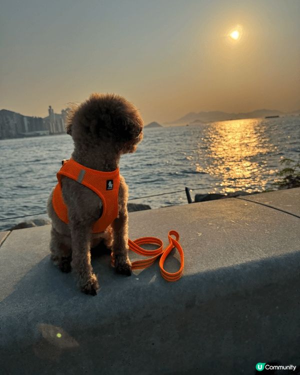 🐶: 媽媽話香港真正Pat Friendly嘅地方真係好少,...