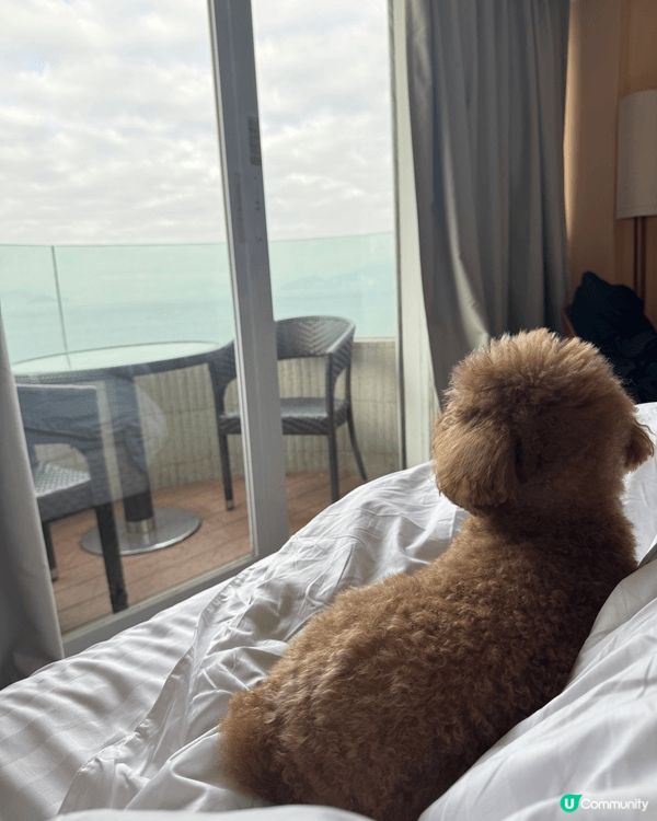 🐶: 媽媽話香港真正Pat Friendly嘅地方真係好少,...